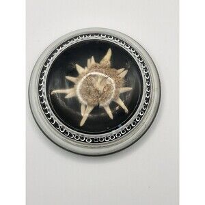 Clear Resin Paperweight w/ Dried Edelweiss Flower, Felt Bottom, Silvertone VTG